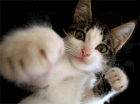 chat boxe