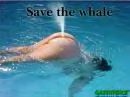baleine